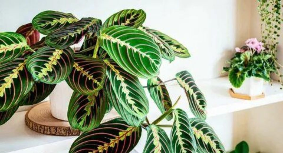Prayer Plant And How to Care For It